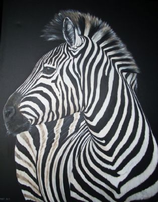 zebra looking back